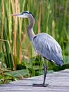 Birding